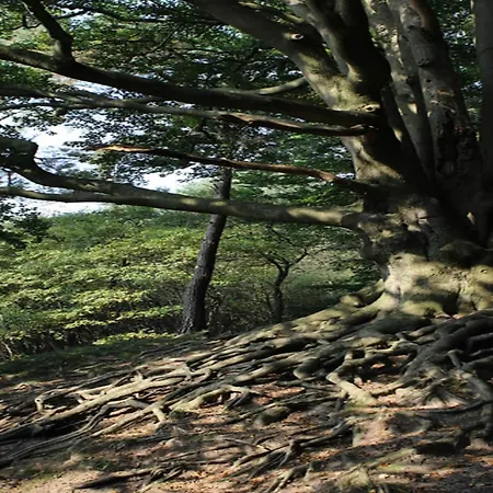 In Veluwe Surrounded By Nature