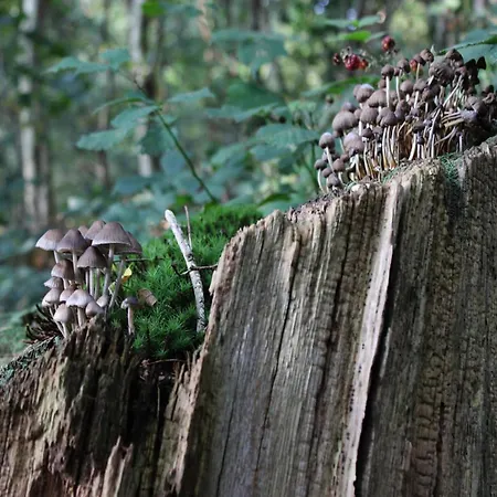 度假居 In Veluwe Surrounded By Nature 福尔特赫伊曾