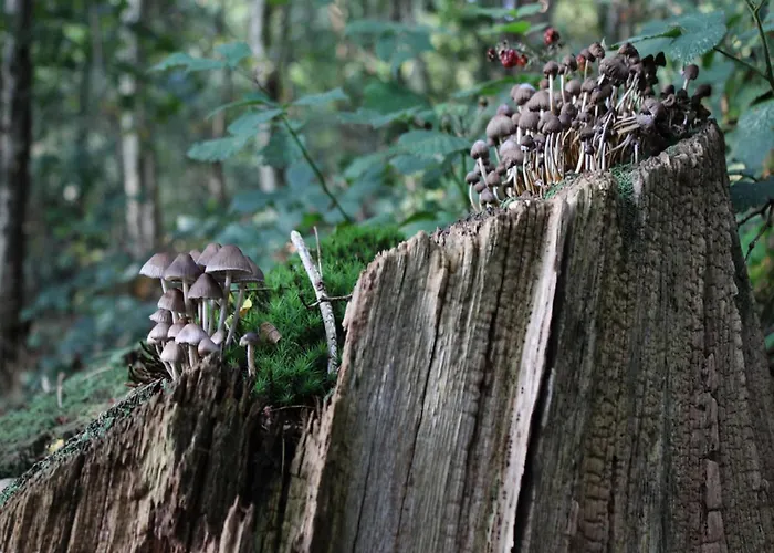 Feriehus In Veluwe Surrounded By Nature Voorthuizen
