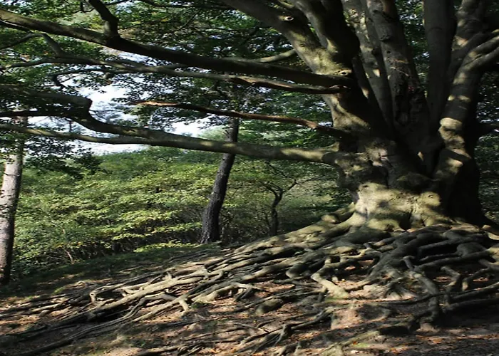In Veluwe Surrounded By Nature